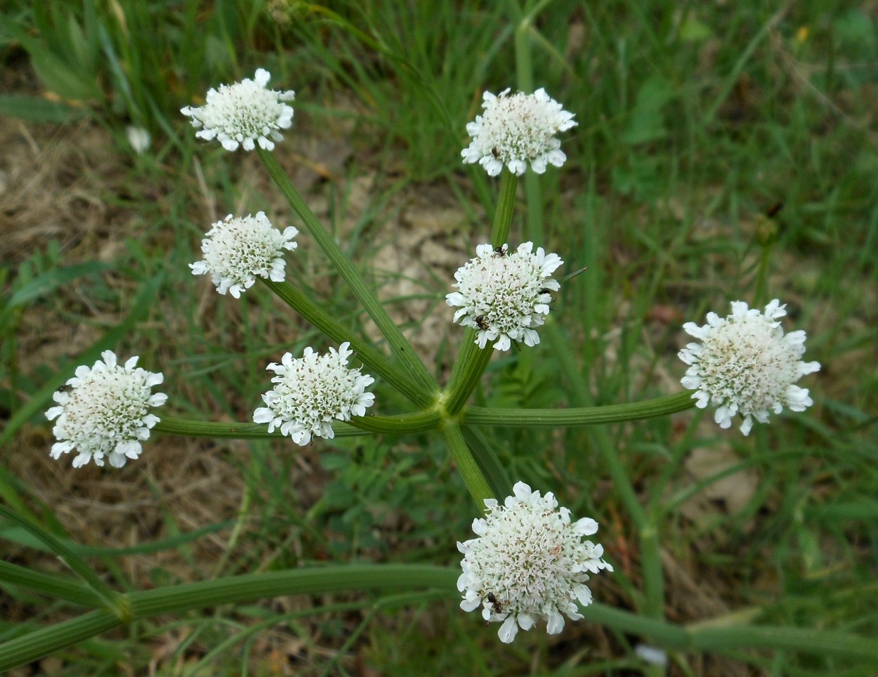 Oenanthe silaifolia M.Bieb./Finocchio acquatico silaifoglio